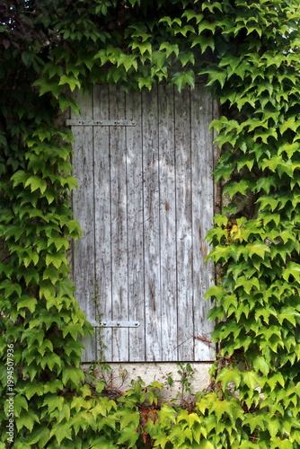 Efeuumrankte Holztür