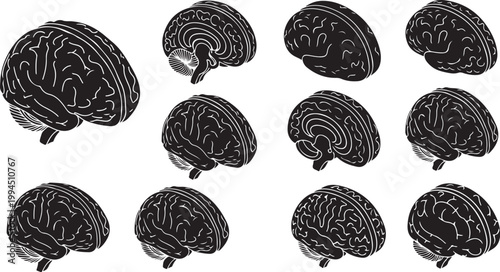 Illustration of multiple human brain views and anatomy