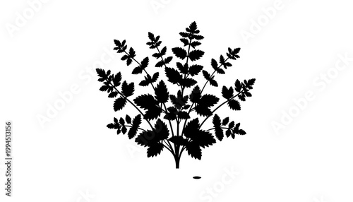 silhouette of a tree