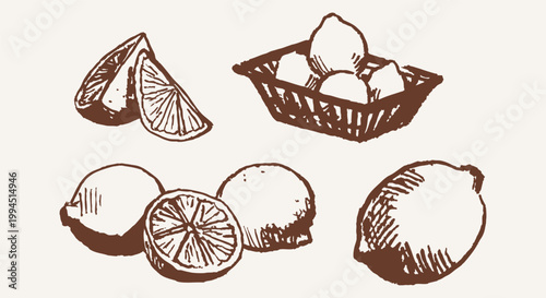 Hand drawn style lemons slices whole citrus basket sketch set. Illustrations for packaging and menu design, with rough line texture and expressive crosshatch shading.