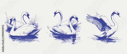 Elegant swans on water romantic wedding sketch collection. Illustrations for invitations and branding, hand drawn pencil style with smooth flowing lines and soft textured shading.