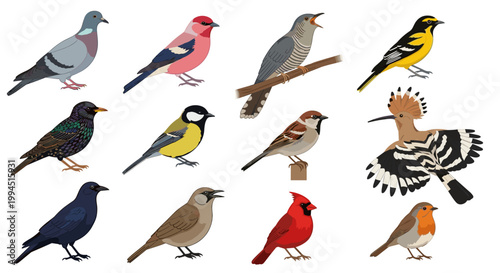 Diverse Wild Bird Species Collection Professional Vector Illustration for Ornithology and Nature Conservation Branding