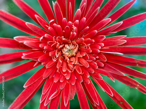 фотографія “Detailed view of Barberton daisy petals with soft light and vibrant tones, perfect for botanical themes
