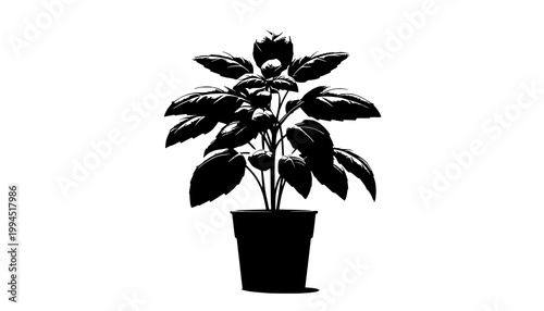flower in a pot