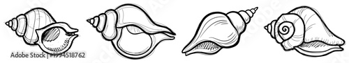 Fotografía Seashells and conch collection for beach decor in hand drawn ink style