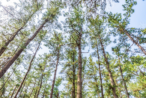 Kehi-no-Matsubara Pine Grove, Tsuruga City, Fukui Prefecture, Japan, National Place of Scenic Beauty