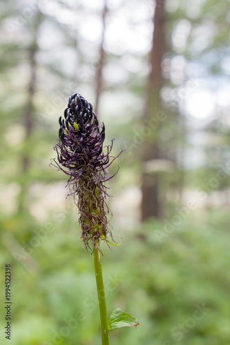 Black cohosh (Phyteuma nigrum) in Valle Aosta, Italy, Italian Alps