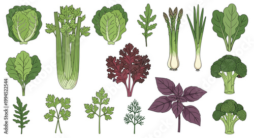 Collection of various green leafy vegetables and culinary herbs are shown in a detailed vintage engraving style on a white background.