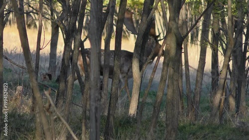 A male European fallow deer surveys its surroundings from behind a clump of trees, then moves away, medium shot.