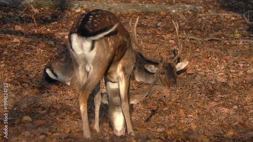 European fallow deer resting in the autumn forest, one of them rakes away fallen leaves with its foot and lies down.