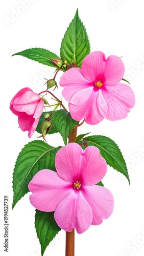 Vibrant Pink Flowers with Green Leaves.