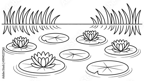 Line art drawing of water lilies and reeds on a pond with water lily, pad