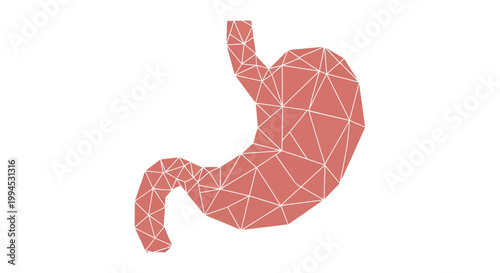 Polygonal Stomach Anatomy Illustration