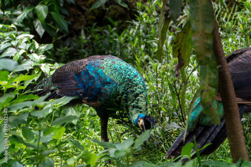 Obraz na plátně Iridescent peacock bird feeding in natural forest habitat