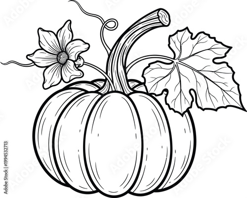 Vintage botanical illustration of a pumpkin with flower and vine