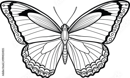 Detailed black and white illustration of a butterfly with intricate wing patterns