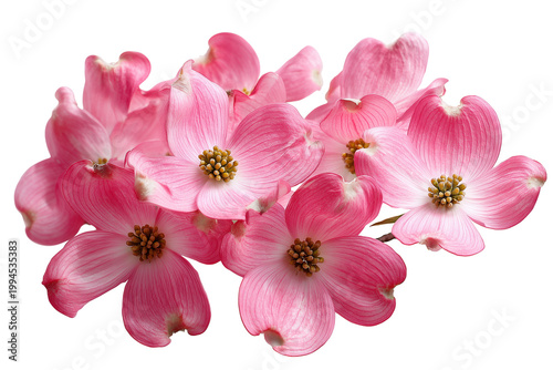 Group of Pink Dogwood Flowers isolated on white background png