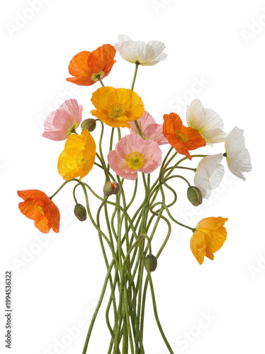 Tableau sur toile Vibrant bouquet of colorful wild poppies with long intertwining stems on a trans