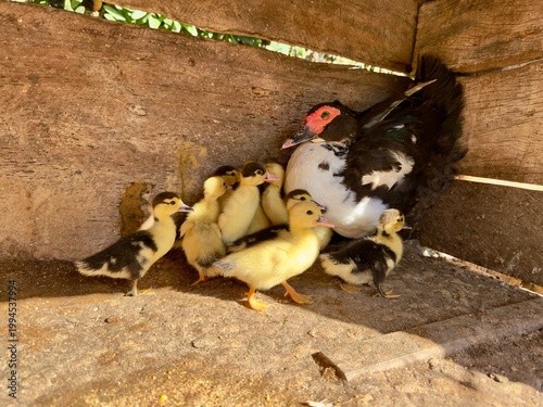 Pato com os patinhos na casinha.