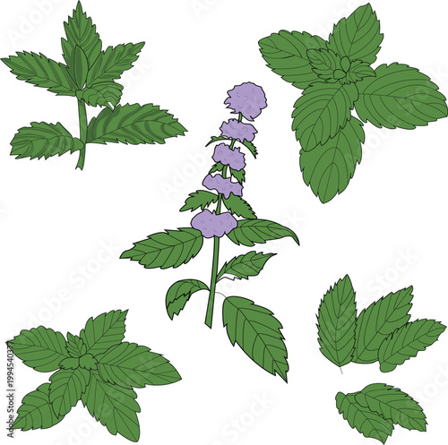 Fresh mint herbs set with green leaves and purple flowers, botanical vector illustration.