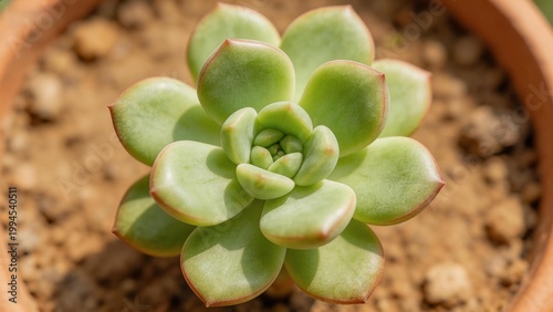 Green succulent plant in pot