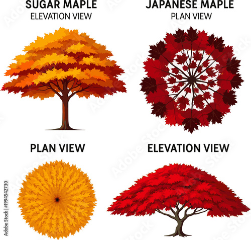 Create a realistic kinds of deferent Maple trees in elevation and plan view for use in architectural drawings vector art with white background..