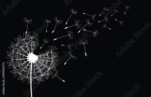 Wild flower dandelion with free space for text.  Vector flower for background, dandelion flying wall decal children's room 