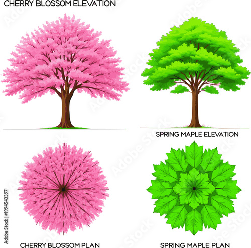 Create a realistic kinds of deferent Spring trees in elevation and plan view for use in architectural drawings vector art with white background..