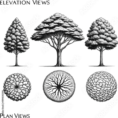 Create a realistic kinds of deferent Set of hand-drawn trees in elevation and plan views for architectural drawings vector art with white background.