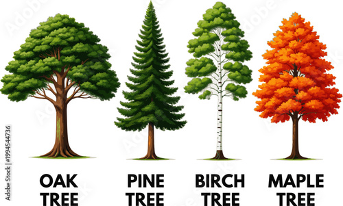 Create a realistic kinds of deferent Trees in elevation view for use in architectural drawings vector art with white background.