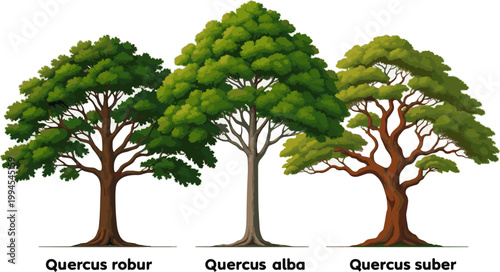 Create a realistic kinds of deferent Vector Trees in elevation view for use in architectural drawings, vector art with white background..