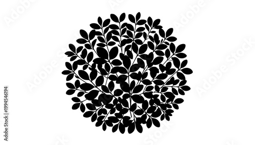 black and white lace