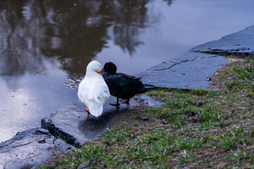Series of photos showing a white duck and a black duck together by a pond in a park. Then they both jump into the water and swim away together. Spring or summer.
