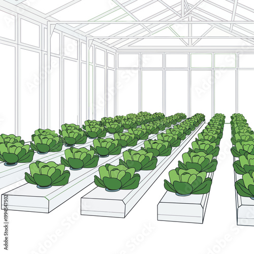 Hydroponic Greenhouse Farming of Lettuce Plants