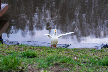 Series of photos showing a white duck and a black duck together by a pond in a park. Then they both jump into the water and swim away together. Spring or summer.
