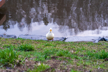 Series of photos showing a white duck and a black duck together by a pond in a park. Then they both jump into the water and swim away together. Spring or summer.
