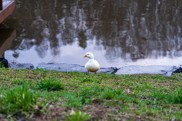 Series of photos showing a white duck and a black duck together by a pond in a park. Then they both jump into the water and swim away together. Spring or summer.
