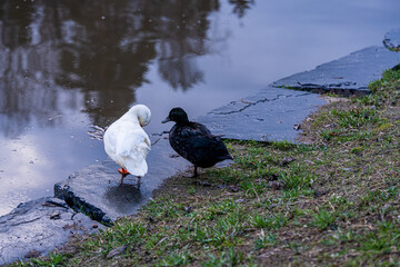 Series of photos showing a white duck and a black duck together by a pond in a park. Then they both jump into the water and swim away together. Spring or summer.

