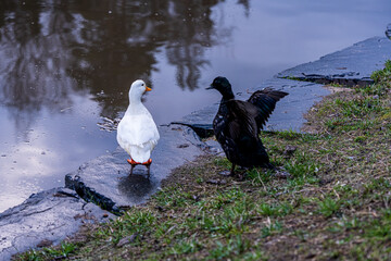 Series of photos showing a white duck and a black duck together by a pond in a park. Then they both jump into the water and swim away together. Spring or summer.
