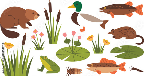 Clean hand drawn style vector set of serene wetland habitat showing beaver duck trout frog dragonfly and marsh plants in natural arrangement