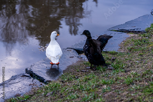 Series of photos showing a white duck and a black duck together by a pond in a park. Then they both jump into the water and swim away together. Spring or summer.
