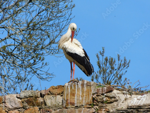 white stork in wall