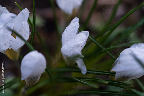 Macro close-up of white crocus flowers. Delicate petals, orange stamens, early spring bloom. Natural light, garden or woodland setting.