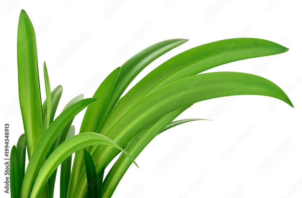 Obraz premium Vibrant Green Lily Leaves Isolated on White Background