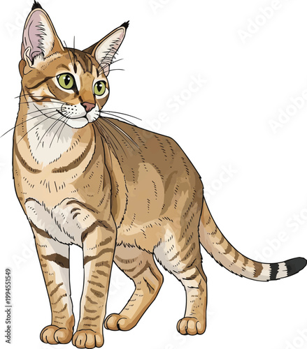 Chausie Cat standing alert looking away focused vector illustration