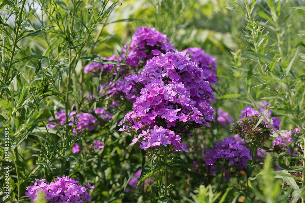 Obraz premium Joli bouquet de fleurs Phlox paniculé Flame Purple Eye