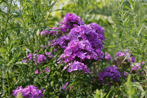 Joli bouquet de fleurs Phlox  paniculé Flame Purple Eye