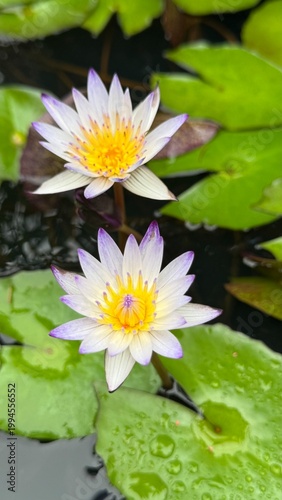 two white and purple lotus flowers blooming on pond water