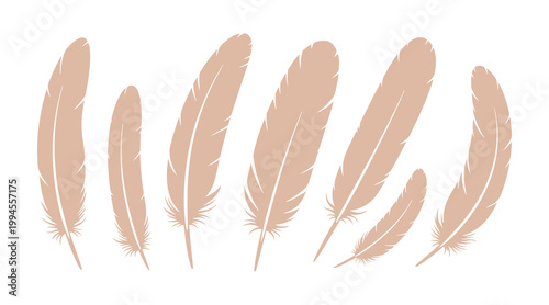 Collection of bird feathers. Vector graphic isolated on a white background. Set of feather icons in a flat design style.