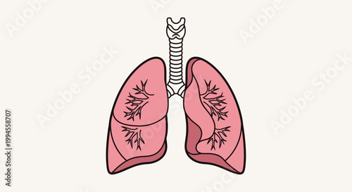 Illustration of Human Lungs, Depicting Respiratory Anatomy, Perfect for Medical Education